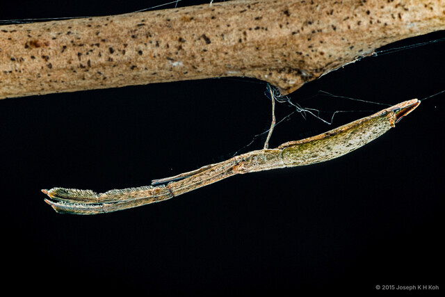 Miagrammopes sp. "Brown-green" • © Joseph K H Koh • All Rights Reserved ♀ Adult Habitus Lateral