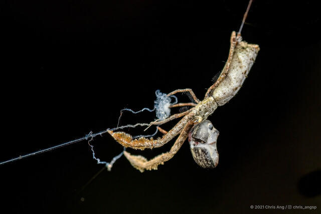 Miagrammopes sp. "Thick Brush" • © Chris Ang • All Rights Reserved ♀ Adult Habitus Lateral Egg(s)/Egg Sac(s)
