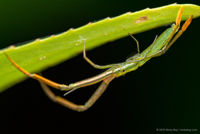 Miagrammopes oblongus • © Nicky Bay • All Rights Reserved ♂ Adult Habitus Lateral