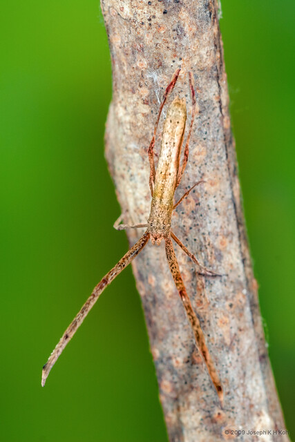 Miagrammopes singaporensis • © Joseph K H Koh • All Rights Reserved ♀ Adult Habitus Dorsal