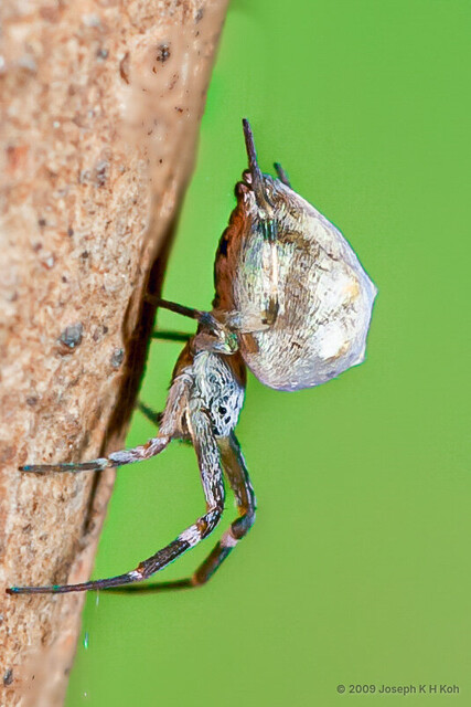 "Philoponella" quadrituberculata • © Joseph K H Koh • All Rights Reserved ♀ Adult Habitus Lateral