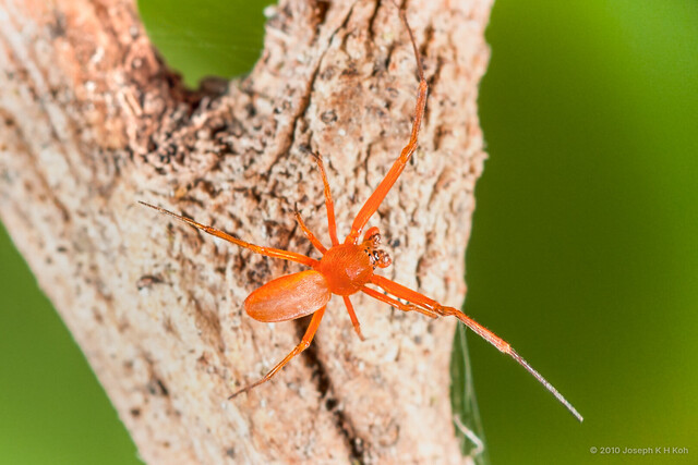 Philoponella raffrayi • © Joseph K H Koh • All Rights Reserved ♂ Adult Habitus Dorsal
