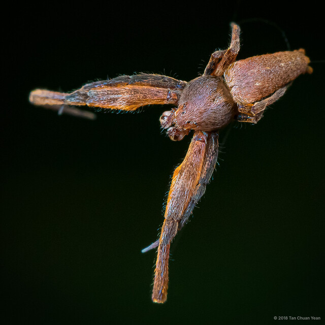 Uloborus sp. "Chocolate" • © Tan Chuan Yean • All Rights Reserved ♂ Adult Habitus Dorsal