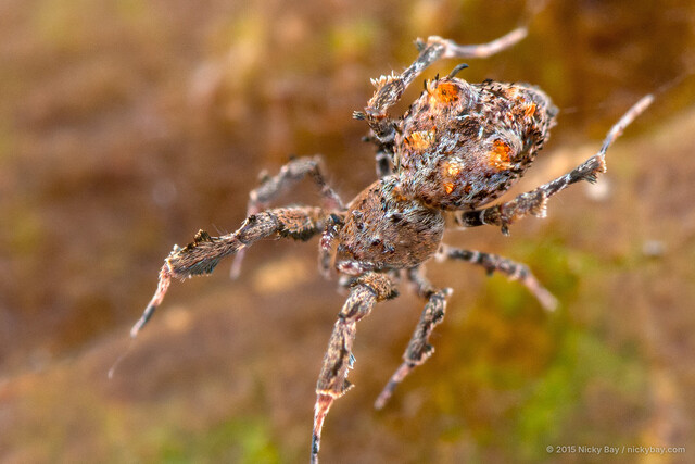 Uloborus sp. "Hooked" • © Nicky Bay • All Rights Reserved ♀ Adult Habitus Dorsal