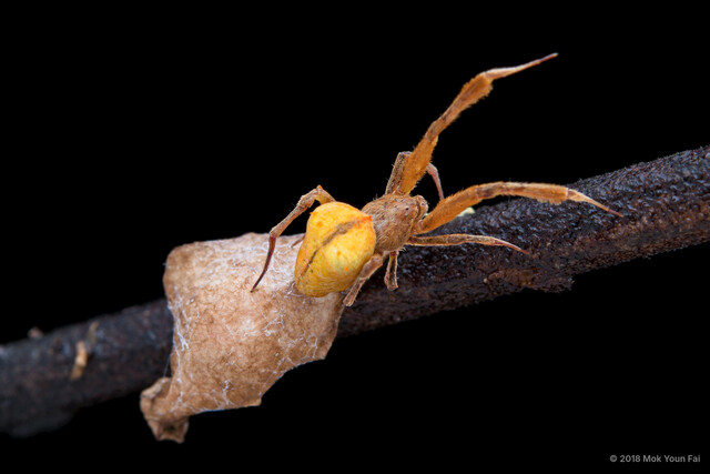 Uloborus sp. "Yellow" • © Mok Youn Fai • All Rights Reserved ♀ Adult Habitus Dorsal Egg(s)/Egg Sac(s)