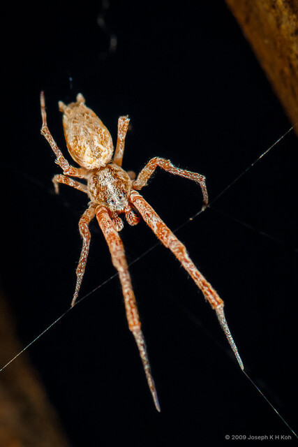 Uloborus plumipes • © Joseph K H Koh • All Rights Reserved ♂ Adult Habitus Dorsal