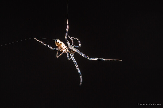 Zosis geniculata • © Joseph K H Koh • All Rights Reserved ♀ Adult Habitus Lateral