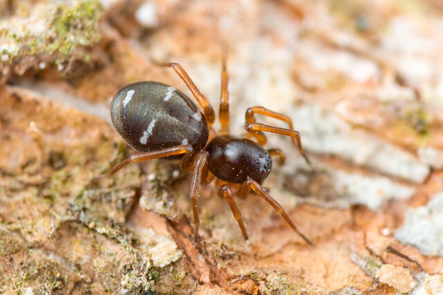 Asceua sp. "Five-barred" • © Nicky Bay • All Rights Reserved ♀ Adult Habitus Dorsal