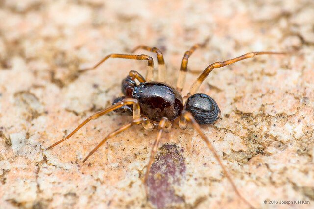 Asceua sp. "Pleated Leathery" • © Joseph K H Koh • All Rights Reserved ♂ Adult Habitus Lateral