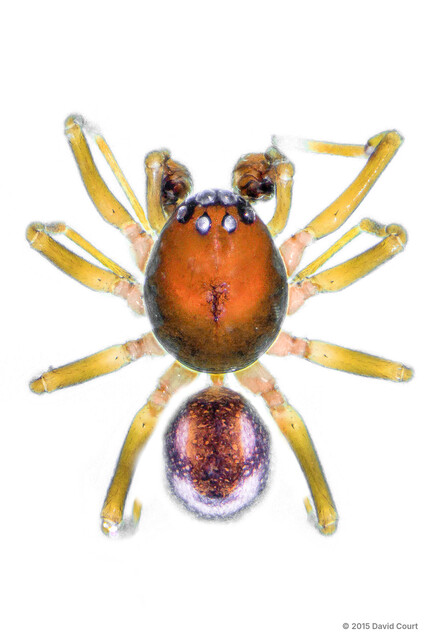 Asceua sp. "Smiley" • © David Court • All Rights Reserved ♂ Adult Habitus Dorsal