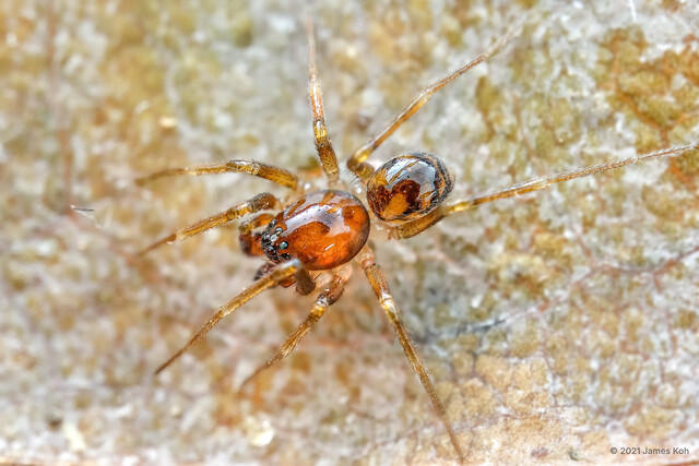 Asceua sp. "Variegated Brown" • © James Koh • All Rights Reserved ♂ Adult Habitus Dorsal