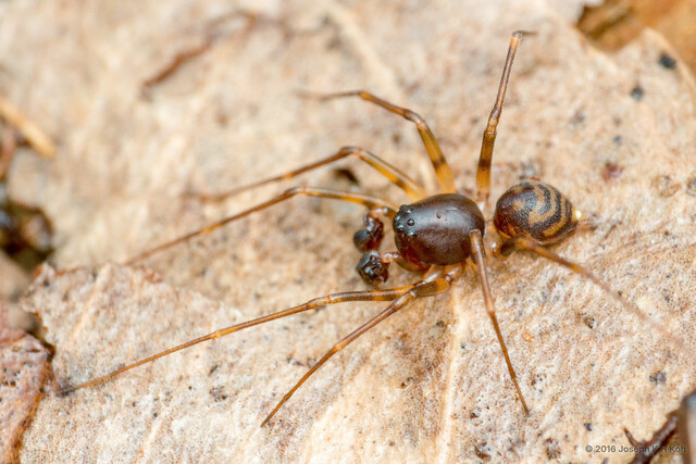 Asceua sp. "Yellow-banded" • © Joseph K H Koh • All Rights Reserved ♂ Adult Habitus Dorsal