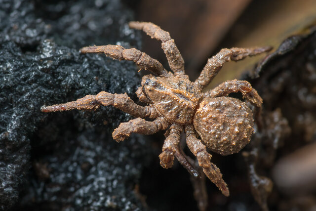 Cryptothele sundaica • © Nicky Bay • All Rights Reserved ♂ Adult Habitus Dorsal
