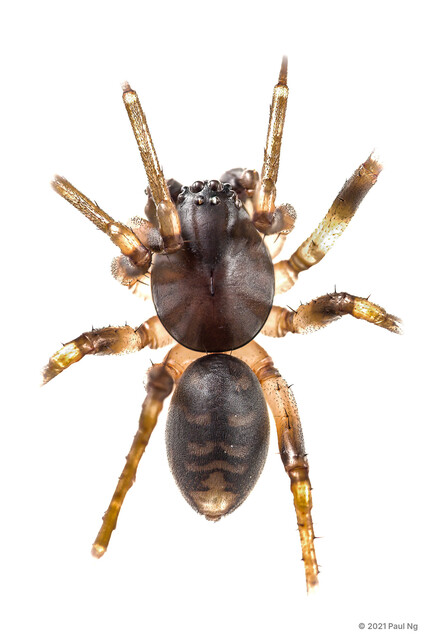 Mallinella sp. "Moustached" • © Paul Ng • All Rights Reserved ♂ Adult Habitus Dorsal