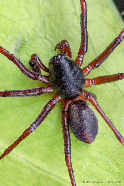Mallinella sp. "Short-haired" • © Chris Ang • All Rights Reserved ♂ Adult Habitus Dorsal