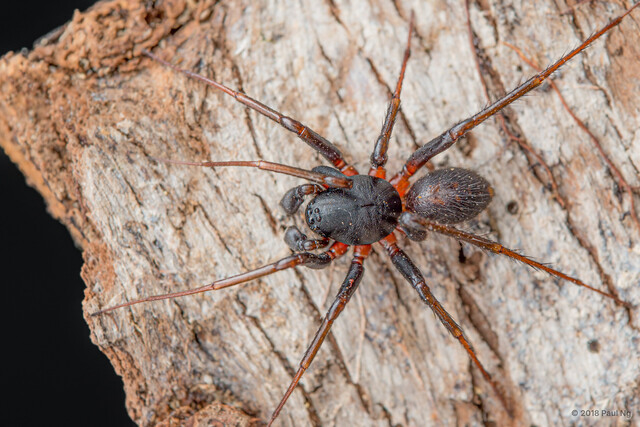 Mallinella allorostrata • © Paul Ng • All Rights Reserved ♂ Adult Habitus Dorsal