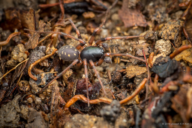 Mallinella annulipes • © Joseph K H Koh • All Rights Reserved ♂ Adult Habitus Dorsal