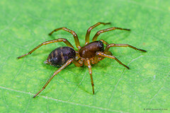 Mallinella bigemina Dankittipakul, Jocqué & Singtripop, 2012