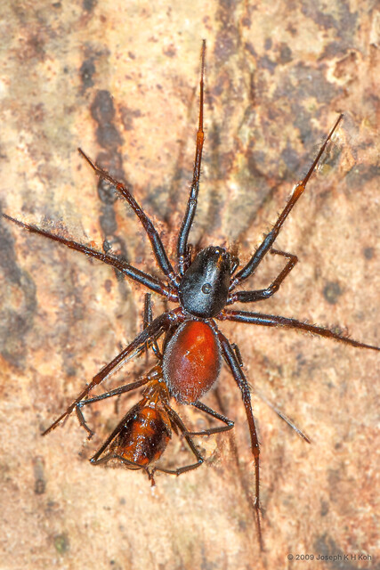 Mallinella myrmecophaga • © Joseph K H Koh • All Rights Reserved ♀ Adult Habitus Dorsal Mating