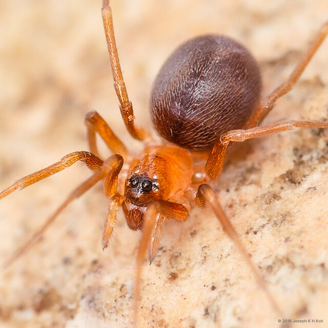 Tropizodium sp. "Unshaven" • © Joseph K H Koh • All Rights Reserved ♀ Adult Habitus Dorsal