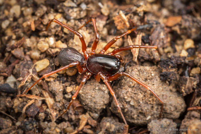 Workmania botuliformis • © Joseph K H Koh • All Rights Reserved ♀ Adult Habitus Dorsal