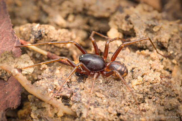 Workmania juvenca • © Joseph K H Koh • All Rights Reserved ♂ Adult Habitus Dorsal