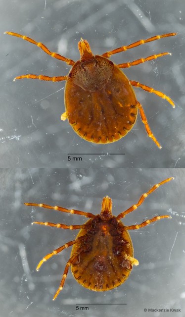 Amblyomma cordiferum • © Mackenzie Kwak • All Rights Reserved