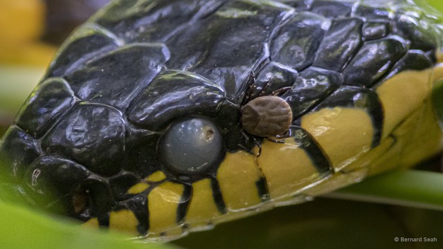 Amblyomma cordiferum
