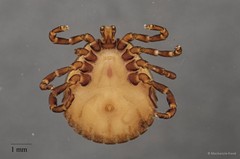 Amblyomma javanense