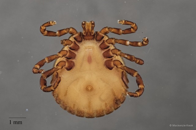 Amblyomma javanense • © Mackenzie Kwak • All Rights Reserved