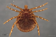 Amblyomma javanense • © Mackenzie Kwak • All Rights Reserved