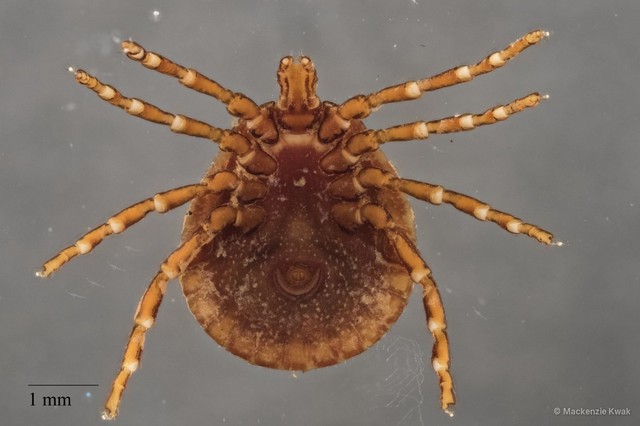 Amblyomma javanense