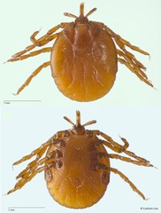 Amblyomma nitidum