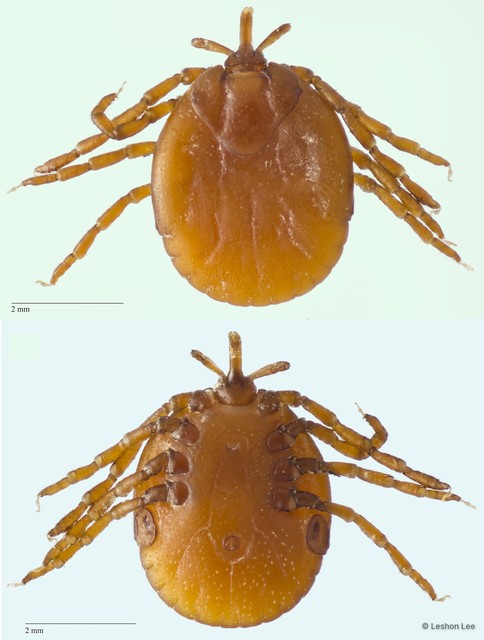 Amblyomma nitidum • © Leshon Lee • All Rights Reserved