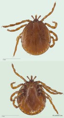 Amblyomma nitidum • © Leshon Lee • All Rights Reserved