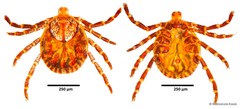 Dermacentor auratus