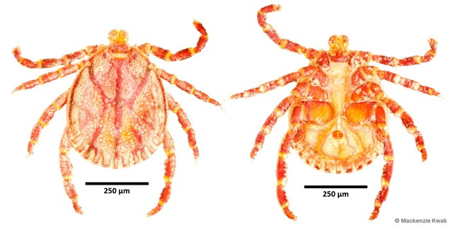 Dermacentor auratus