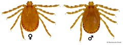 Haemaphysalis bispinosa