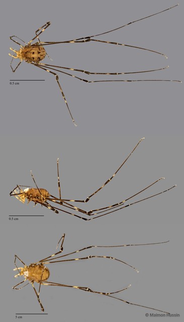 Opiliones sp. "ZRCBDP0071973" • © Maimon Hussin • All Rights Reserved