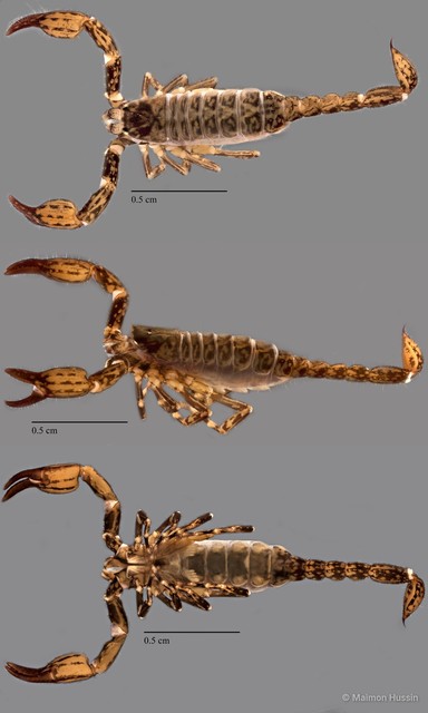 Scorpiones sp. "ZRCBDP0071969" • © Maimon Hussin • All Rights Reserved