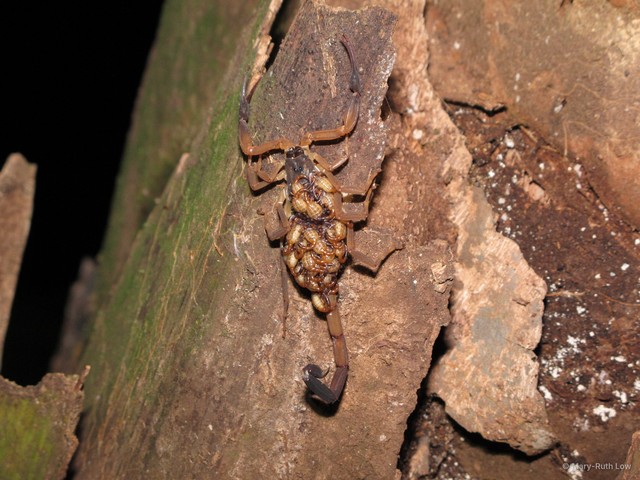 Lychas scutilus • © Mary-Ruth Low • All Rights Reserved