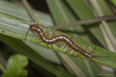 Scolopendra subspinipes
