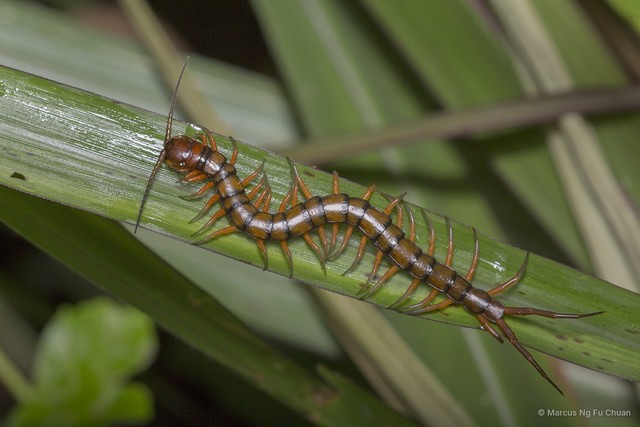 Scolopendra subspinipes • © Marcus Ng Fu Chuan • All Rights Reserved