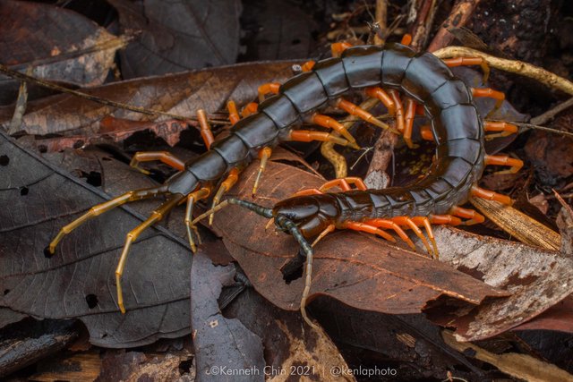 Scolopendra subspinipes
