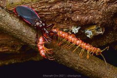 Opisthodolichopus scandens • © Kenneth Chin • All Rights Reserved