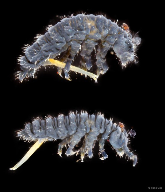 Collembola sp. "INT-0720" • © Rene Ong • All Rights Reserved