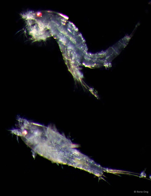Copepoda sp. "Copepod 1" • © Rene Ong • All Rights Reserved