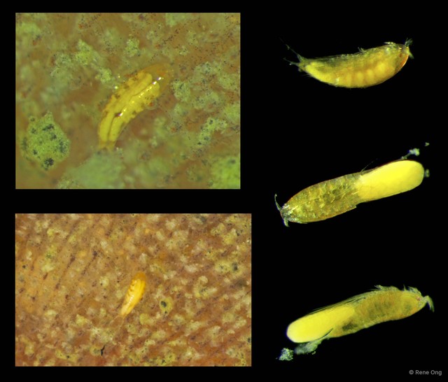 Copepoda sp. "Copepod 10" • © Rene Ong • All Rights Reserved
