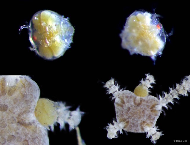 Copepoda sp. "Copepod 11" • © Rene Ong • All Rights Reserved