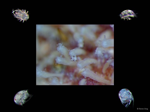 Copepoda sp. "Copepod 12" • © Rene Ong • All Rights Reserved